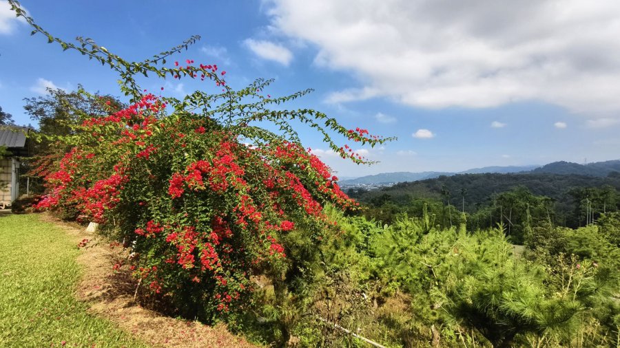 橄欖園森林度假民宿