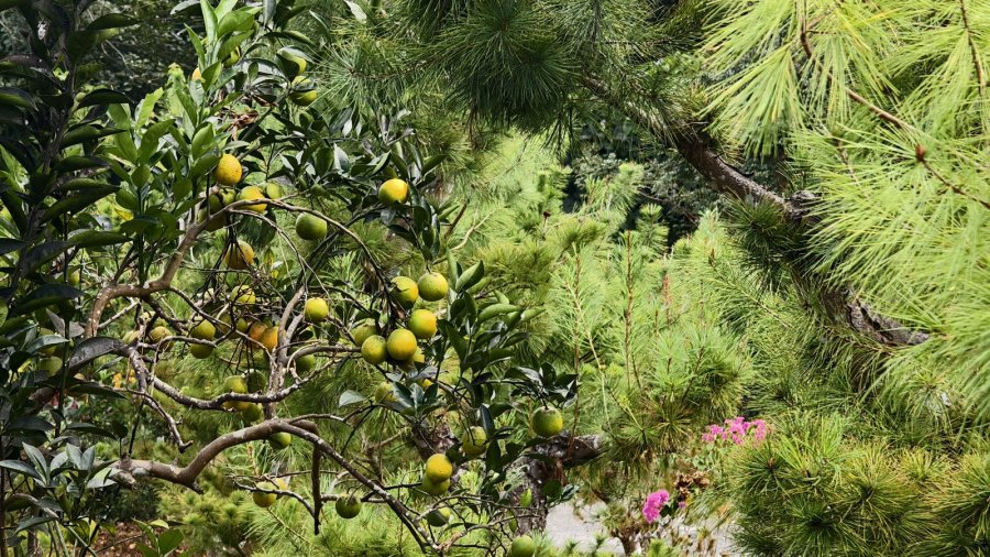 橄欖園森林度假民宿