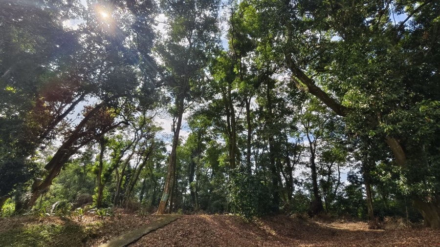 橄欖園森林度假民宿