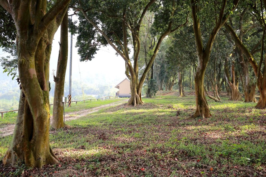 橄欖園森林度假民宿