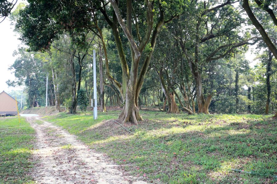 橄欖園森林度假民宿