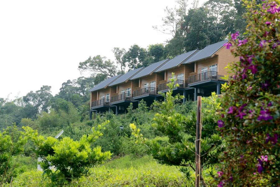 橄欖園森林度假民宿