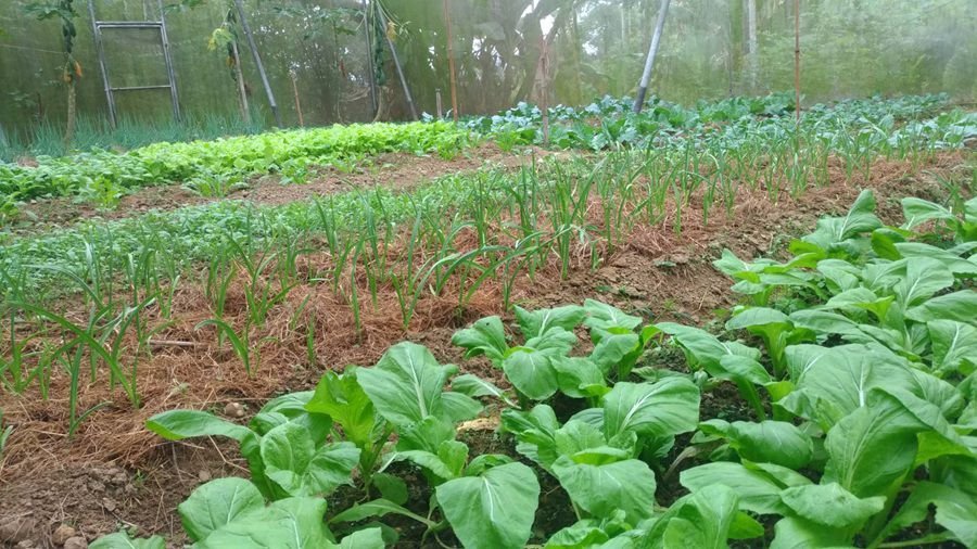 橄欖園森林度假民宿