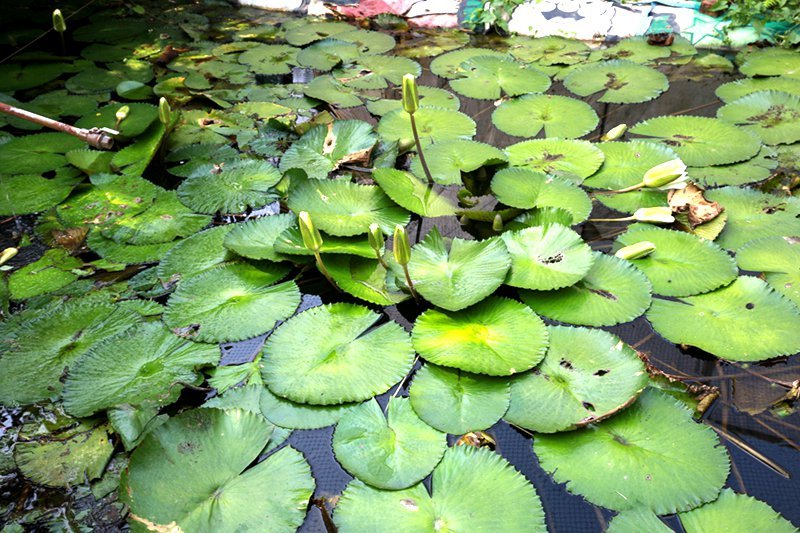 橄欖園森林度假民宿