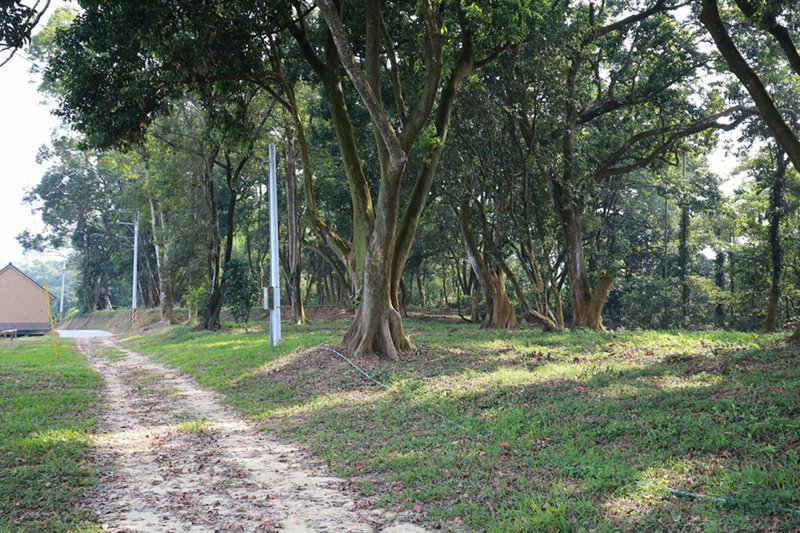 橄欖園森林度假民宿