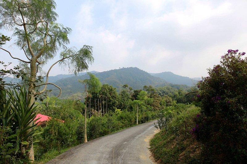 橄欖園森林度假民宿