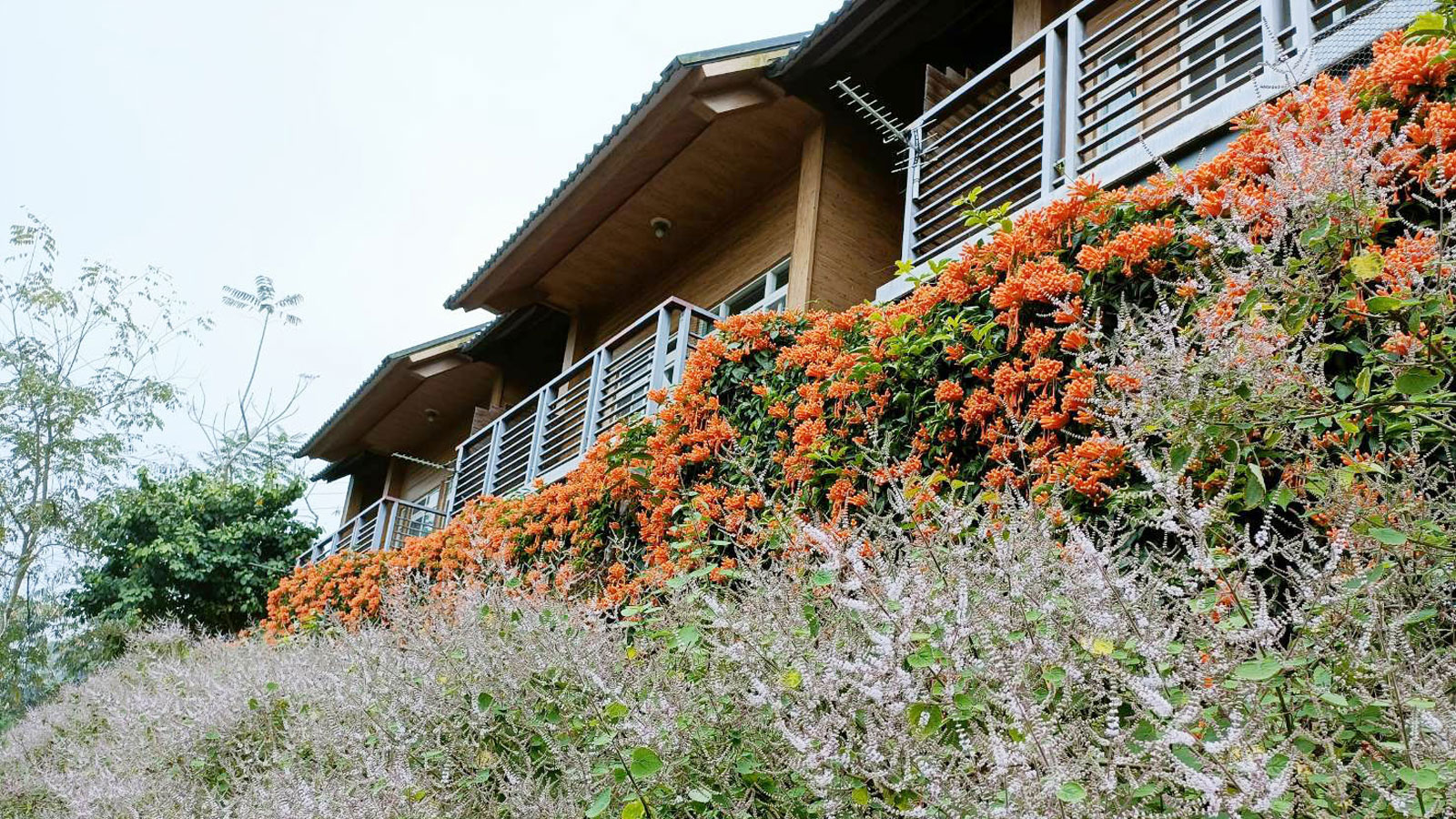 橄欖園森林度假民宿輪播大圖第1張