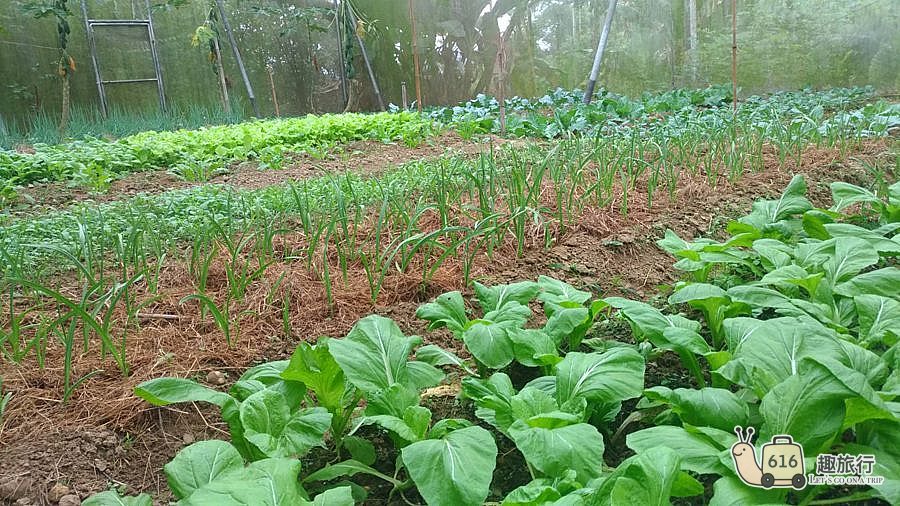 橄欖園開心農場