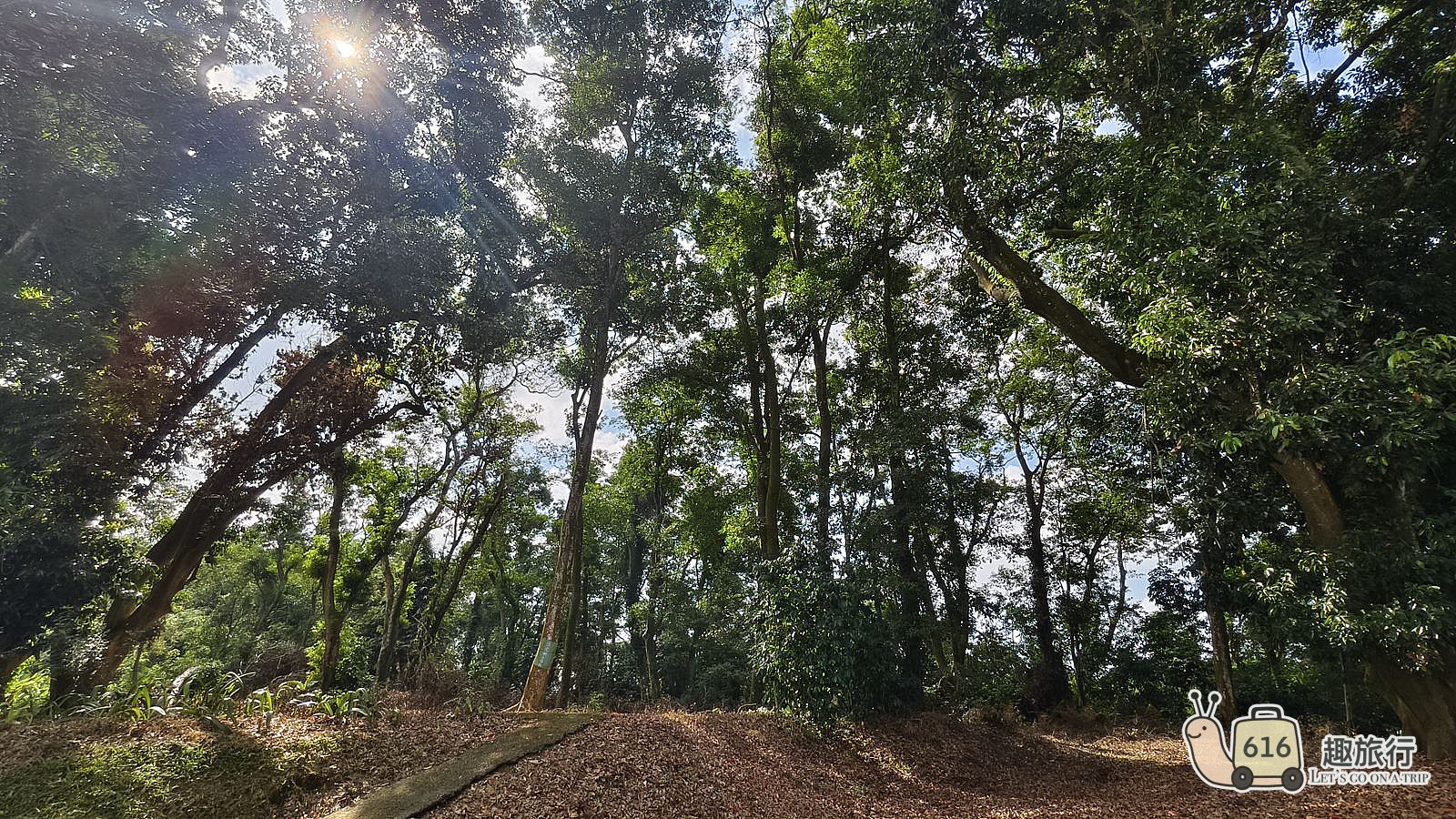 橄欖園森林度假民宿 藏身竹山山腰的秘境